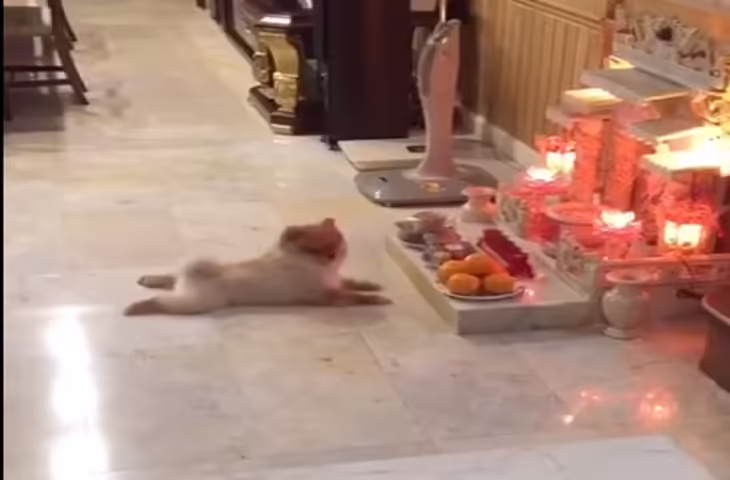मंदिर में बजा ‘कर्पूरगौरं करुणावतारं’, कुत्ते ने उठाकर जोड़ लिए पैर… सोशल मीडिया पर भक्तिमय वीडियो वायरल