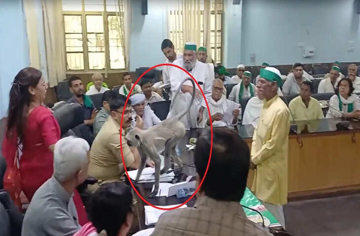 मीटिंग में घुसा लंगूर, DM की कुर्सी तक पहुंचा; अस्मिता लाल के शांत रवैये का वीडियो वायरल
