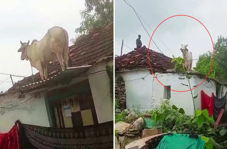 आवारा कुत्तों से डरकर गाय ने लगा दी इतनी ऊंची छलांग, Video देख पब्लिक हैरान