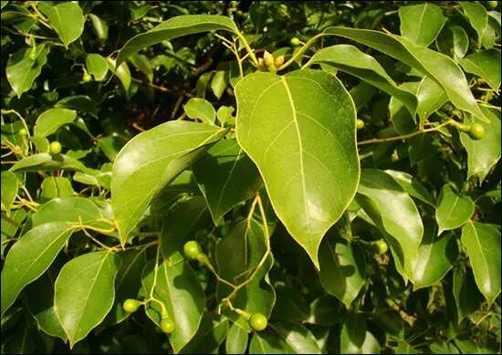 Vastu tips for camphor tree