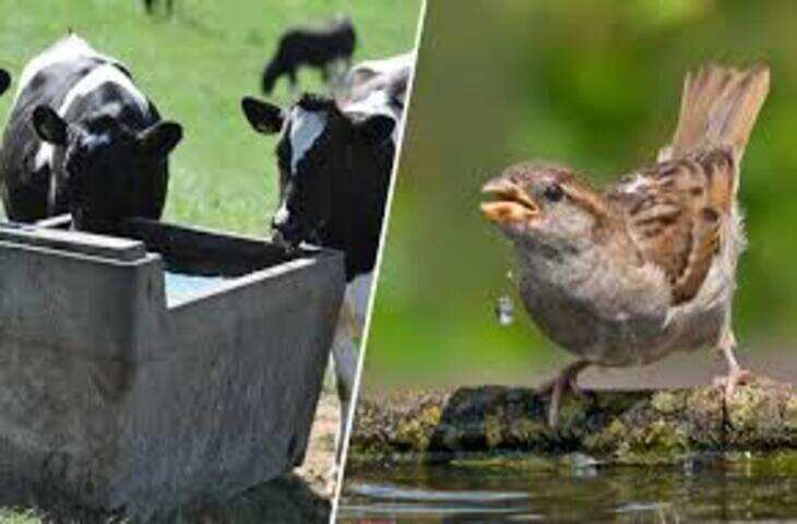 वायरल वीडियो ने दिखाया सच: इंसानी दखल से बढ़ रहा इंसान-वन्यजीव टकराव