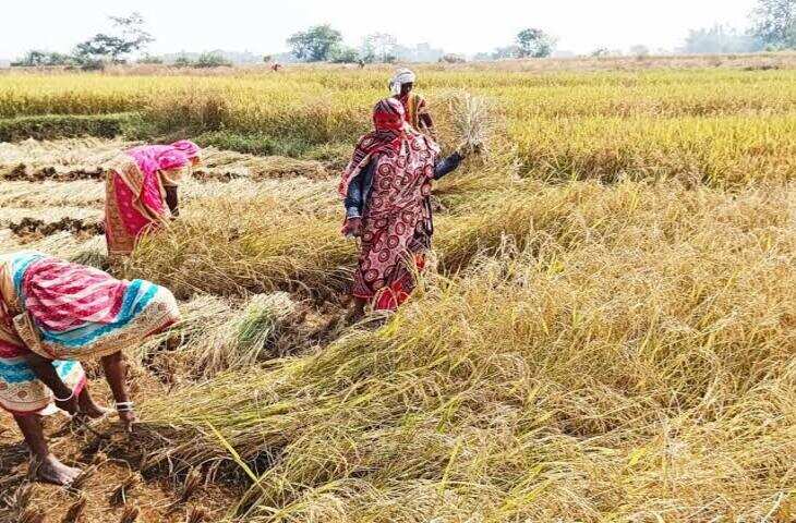 क्या फिर बढ़ने वाले हैं चावल के दाम? धान की खेती घटने से बाजार में मचेगी खलबली, समझें पूरा गणित