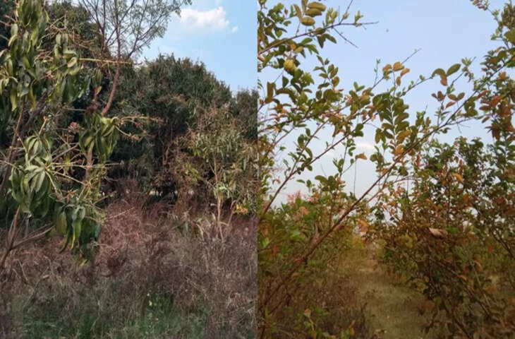 संघर्ष से सफलता तक: गया के मो. अली खान ने बंजर जमीन को बनाया आमदनी का जरिया