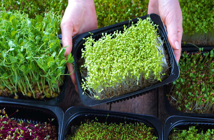 Microgreens Business: कम जगह में शुरू करें खेती का कारोबार, 7 से 21 दिन में तैयार हो सकती है फसल