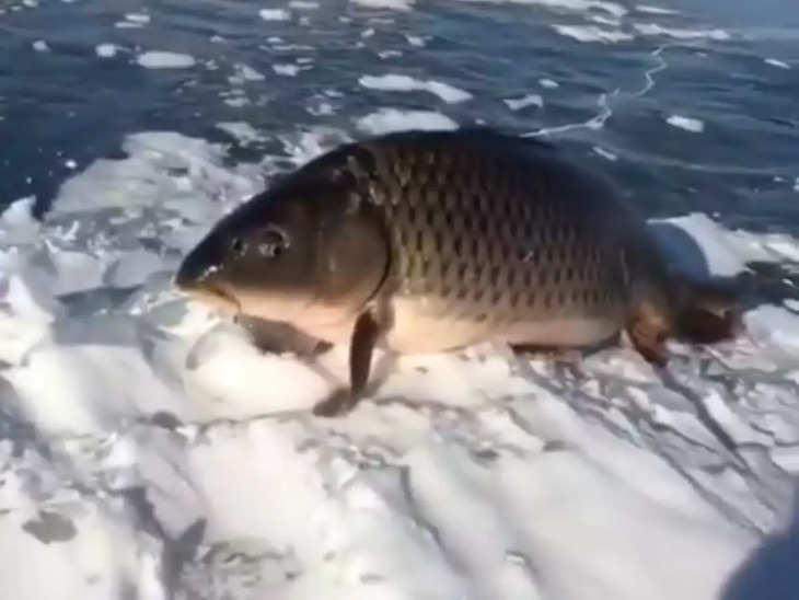 पानी से निकलकर बर्फ पर खड़ी दिखी मछली, वीडियो हुआ वायरल !