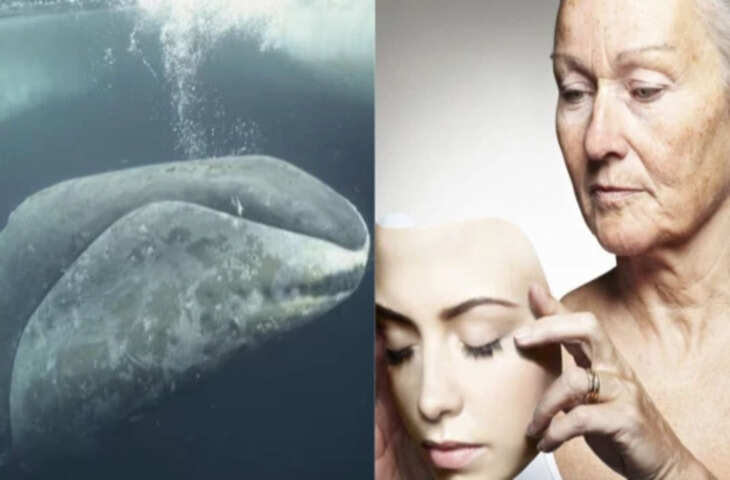 क्या इंसान भी बन सकता है लंबी उम्र वाला? इस मछली के डीएनए में छिपा है 200 साल जीने का राज