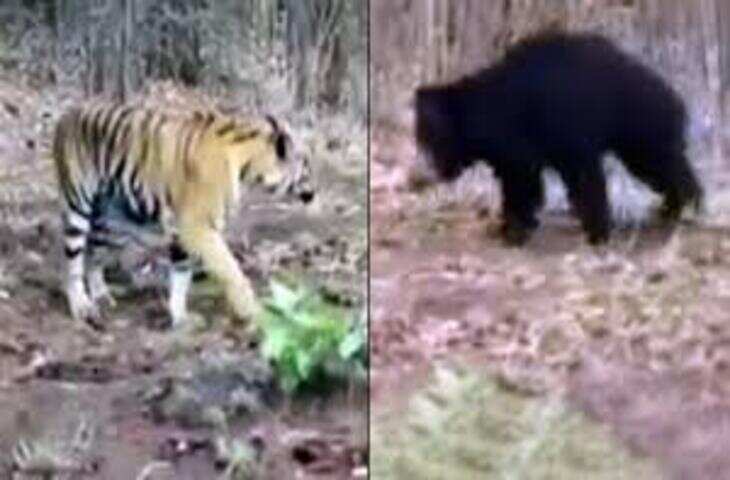 भालू ने बाघ को दौड़ाया! रणथंभौर का यह Video देख दंग रह गए लोग
