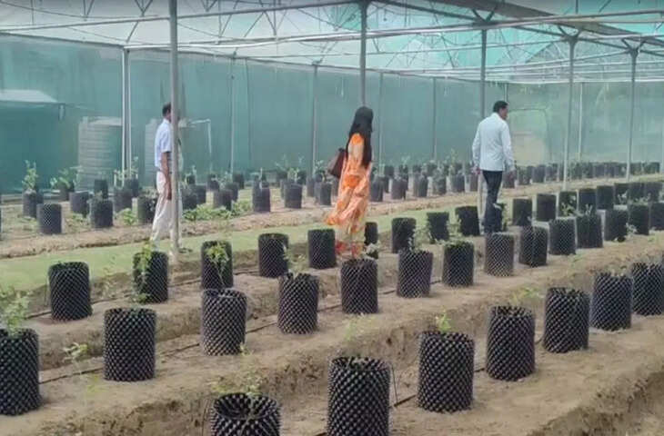 बिहार कृषि विश्वविद्यालय सबौर में ब्लूबेरी की खेती पर रिसर्च शुरू, किसानों की आय बढ़ने की उम्मीद