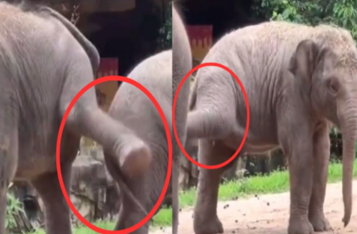 सोशल मीडिया पर हर दिन कई वीडियो वायरल होते रहते हैं। इनमें से कुछ वीडियो दिल को छू लेने वाले होते हैं, तो कुछ चेहरे पर मुस्कान ला देते हैं। ऐसा ही एक वीडियो सोशल मीडिया पर वायरल हो रहा है। इस वीडियो में हाथी के दो बच्चे मस्ती करते दिख रहे हैं। आपने देखा होगा कि हाथी, खासकर हाथी के बच्चे, अक्सर एक-दूसरे के साथ खूब मस्ती करते हैं। इस वीडियो में देखा जा सकता है कि जैसे इंसानी बच्चे एक-दूसरे के साथ खेलते हैं, वैसे ही हाथी के दो बच्चे भी एक-दूसरे के साथ खेलते और मस्ती करते दिख रहे हैं।  हाथियों के बच्चे एक-दूसरे के साथ मस्ती करते दिख रहे हैं दरअसल, हाथियों का एक-दूसरे के साथ खेलते हुए एक वीडियो वायरल हो रहा है। हाथियों का यह वीडियो दिल को छू लेने वाला है। इस वीडियो को @gunsnrosesgirl3 नाम के ट्विटर अकाउंट ने शेयर किया है। वीडियो में दो हाथी दिख रहे हैं। पहला हाथी दूसरे हाथी को लात मारता दिख रहा है। कुछ देर बाद दूसरा हाथी दूसरे हाथी के शरीर पर लात मारने लगता है। यह बहुत प्यारा लग रहा है।  Loading tweet...   वे दोस्तों की तरह मजाक करने लगे। इन हाथियों की हरकतों को देखकर आपके चेहरे पर मुस्कान आ जाएगी। दोनों हाथी एक-दूसरे के साथ ऐसे खेल रहे हैं जैसे दोस्त हों। एक छेड़ रहा है तो दूसरा पीछे नहीं हट रहा। इससे हाथियों की समझदारी साफ पता चलती है। इस क्लिप को देखने के बाद यूज़र्स जोश में आकर रिएक्शन दे रहे हैं।  यूज़र रिएक्शन यूज़र्स को यह वीडियो पसंद आ रहा है। यूज़र्स इस पर रिएक्शन भी दे रहे हैं। एक यूज़र ने कमेंट किया, "ये दोनों बहुत क्यूट लग रहे हैं।" दूसरे यूज़र ने लिखा, "हाथी का बच्चा कह रहा होगा, 'तुम्हारे जैसा मेरा कोई दोस्त नहीं है।'" एक और यूज़र ने लिखा, "ये दोनों भाई हैं।" वीडियो के कैप्शन में भी दोनों हाथियों को भाई-बहन के तौर पर दिखाया गया है।