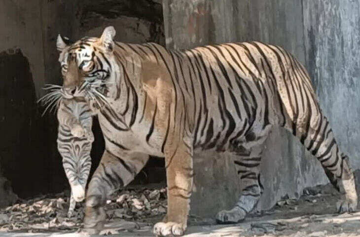 रणथंभौर की &lsquo;क्वीन&rsquo; बाघिन टी-107 सुल्ताना ने फिर बदला ठिकाना, फुटेज में देखें शावकों को मुंह में दबाकर सुरक्षित स्थान पर पहुंचाया