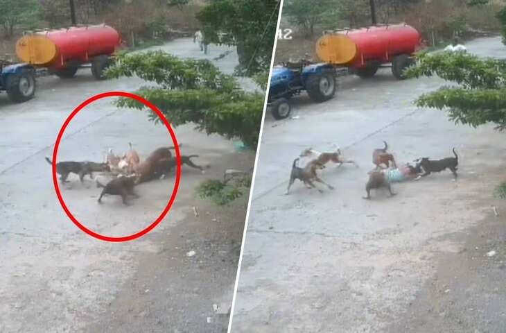 VIRAL VIDEO: 4 साल के मासूम को 6 कुत्तों ने नोंच डाला, CCTV में कैद खौफनाक घटना देख काँप जाएगा कलेजा&nbsp;