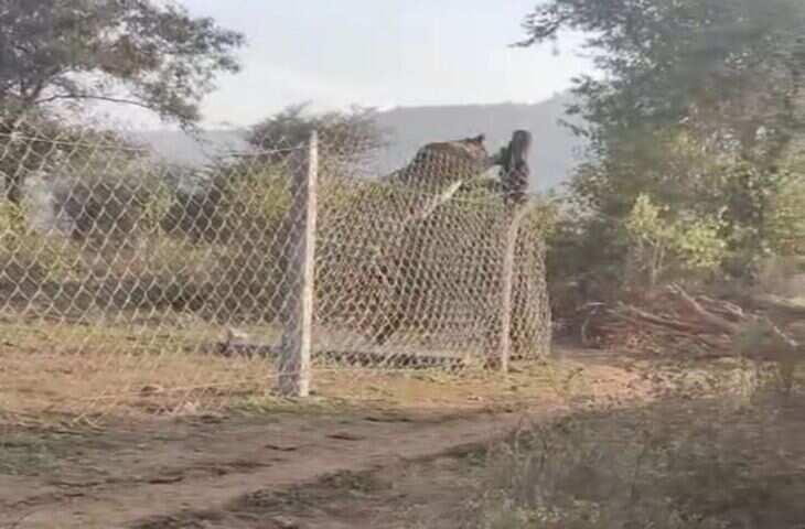 वीडियो में देखें सरिस्का में टाइग्रेस ने 10 फीट ऊंची तारबंदी पर छलांग लगाई, टूरिस्ट भी रह गए हैरान