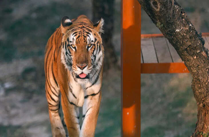 33 साल बाद गुजरात को फिर मिला बाघ वाला राज्य होने का दर्जा