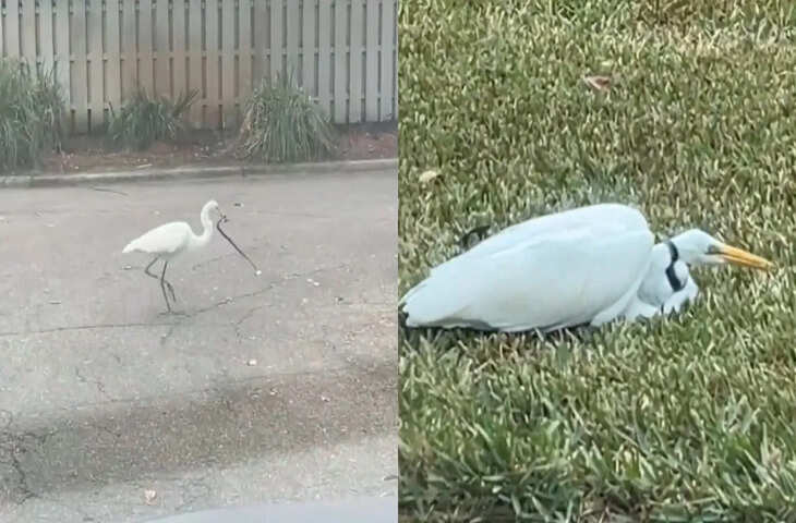 सोशल मीडिया पर वायरल: बगुला और सांप के बीच का अप्रत्याशित संघर्ष, देख लोग दंग रह गए