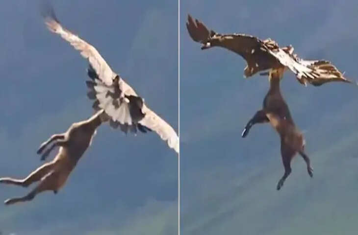आसमान से आई मौत! एक पल में हिरण को हवा में उड़ा ले गया शिकारी बाज़, यहाँ देखिये वायरल वीडियो&nbsp;