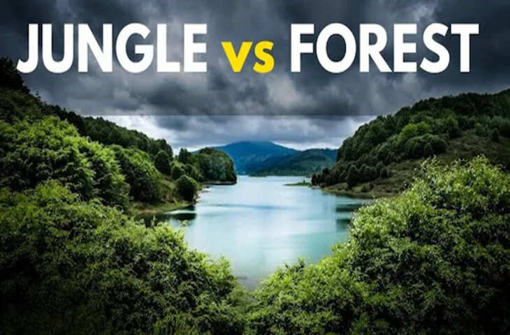 Forest और Jungle में क्या है फर्क? अक्सर लोग समझ लेते हैं एक ही चीज, लेकिन सच्चाई अलग है