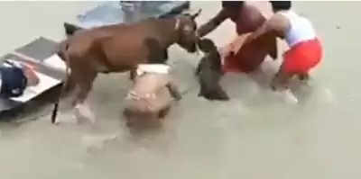 UP में पिटवूल डाॅग का एक और हमला, गाय को बनाया शिकार, वीडियो वायरल !