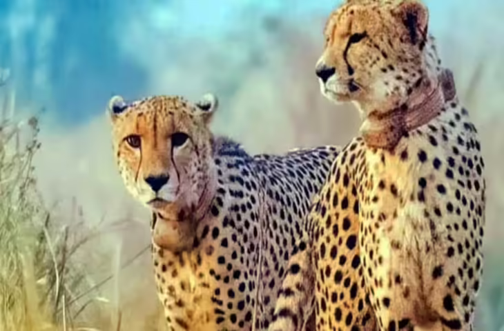 चीतों को मिला नया आशियाना!&nbsp;मध्यप्रदेश के गांधी सागर अभ्यारण्य में शिफ्ट किये जाएंगे प्रभाष और पावक,&nbsp;जल्द गुजरात की बारी