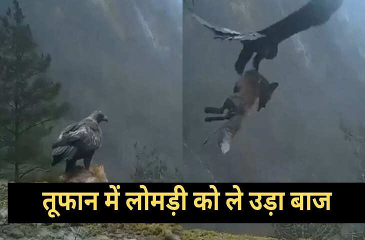 तूफानी हवा में बाज ने दिखाई अपनी ताकत, एक झटके में ले उड़ा लोमड़ी, वायरल वीडियो देख दंग रह जाएंगे आप