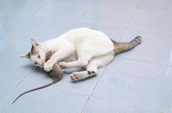 Cat-Mouse Story: आखिर बिल्ली और चूहे में इतनी दुश्मनी क्यों है? वजह जानकर आप भी रह जाएंगे हैरान