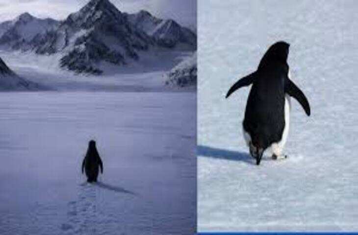 पेंगुइन का वायरल वीडियो बना चर्चा का विषय, एक ही क्लिप में दिखा एक्शन, ड्रामा और इमोशन