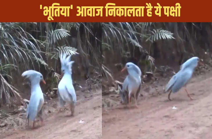 &lsquo;भूतिया आवाज&rsquo; वाला दुर्लभ पक्षी वायरल, विलुप्ति के कगार पर पहुंची प्रजाति ने बढ़ाई चिंता