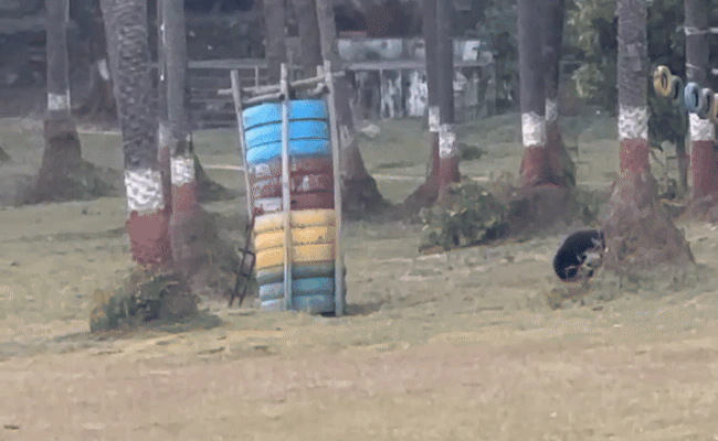 माउंट आबू में न्यू ईयर से पहले भालुओं का धमाल, गुलाटियां मारते और मस्ती करते हुए वीडियो वायरल