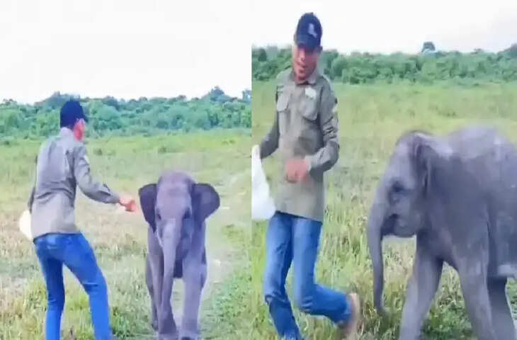  शख्स के साथ पकड़म पकड़ाई खेल रहा था नन्हा हाथी, दिल छू लेगा वायरल हो रहा यह प्यारा वीडियो
