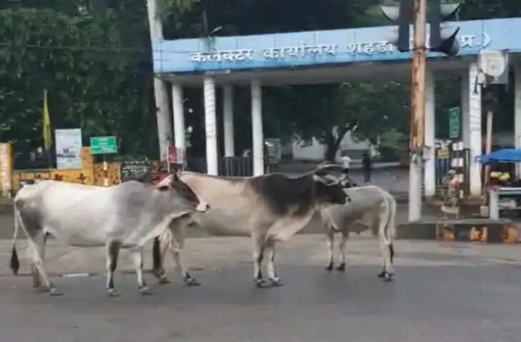 जय स्तंभ चौक पर आवारा मवेशियों का जमावड़ा, वाहन चालकों और राहगीरों की बढ़ी परेशानी