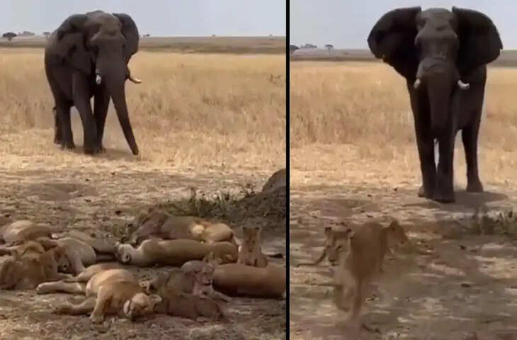 Viral Video: जब शेरों के झुंड पर अकेला हाथी पड़ा भारी, गजराज के गुस्से ने बदली जंगल की तस्वीर