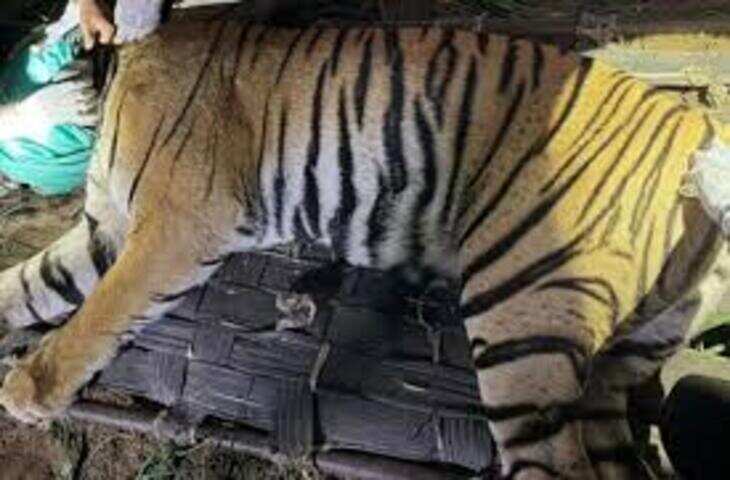 रणथंभौर का युवा बाघ गांव में घुसा, ग्रामीणों में दहशत का माहौल