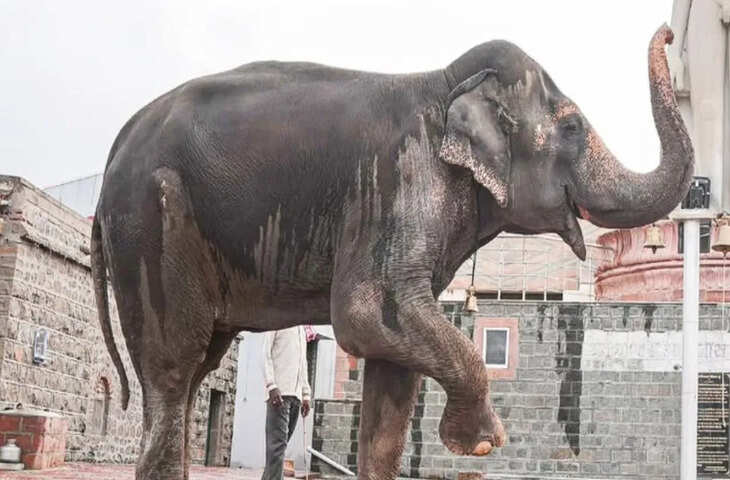 महाराष्ट्र के मुख्यमंत्री देवेंद्र फडणवीस ने महादेवी हथिनी की वापसी पर गुजरात के अधिकारियों से की चर्चा