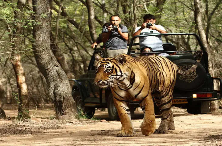 रणथम्भौर टाइगर रिजर्व सफारी गाइड, वीडियो में जाने बुकिंग से लेकर समय और नियम तक पूरी जानकारी