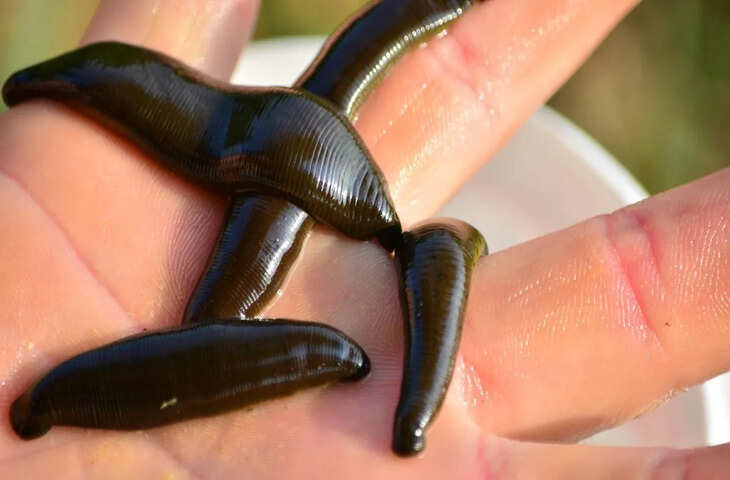 32 दिमाग, 10 आंखें और 300 दांत! जानिए इस अजीबोगरीब जीव की रोचक दुनिया