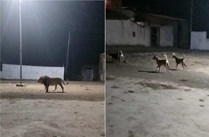 Video: जूनागढ़ में शेर की एंट्री से दहशत, फैक्ट्री गेट पर चौकीदार ने दौड़कर बचाई जान