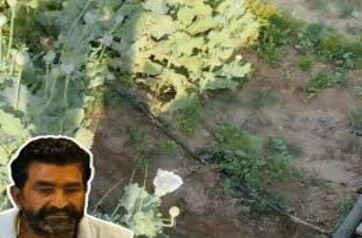 जयपुर में खेत में उगाए गांजे के 1057 पौधे बरामद, पुलिस की बड़ी कार्रवाई