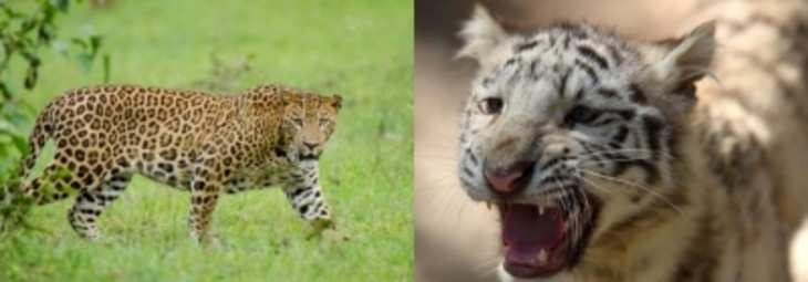 Mysore में आदमखोर तेंदुए और बाघ का आतंक, पकड़ने के लिए विशेष अभियान शुरू !