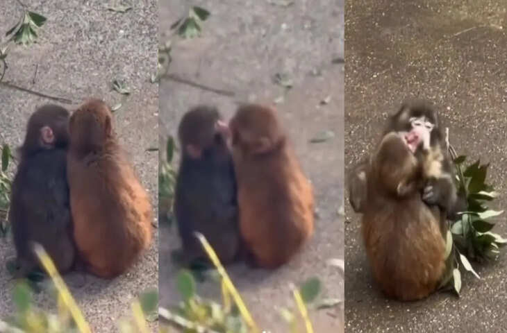 जापान का &lsquo;पंच&rsquo; बंदर हुआ रोमांटिक, गर्लफ्रेंड के साथ Kiss करते वीडियो ने जीता इंटरनेट का दिल