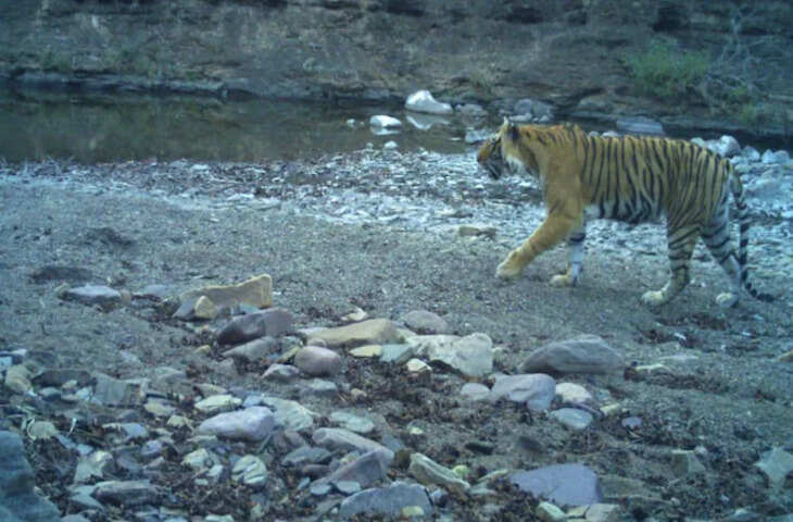 रणथंभौर टाइगर रिजर्व में बाघिन टी-94 मृत पाई गई, वन्यजीव प्रेमियों में शोक