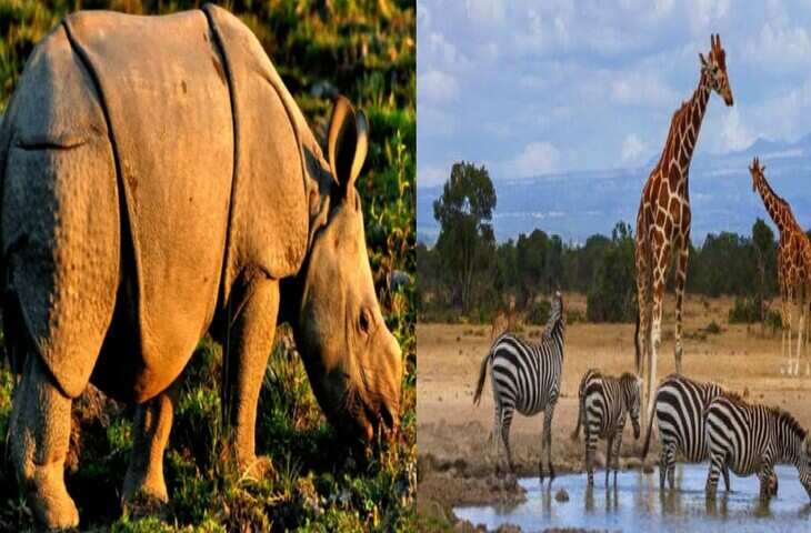 एमपी के वन विहार में दिखेंगे असम के पहाड़ी भैंसे, कोबरा और गैंडे, बदले में भेजे जाएंगे बाघ और मगरमच्छ