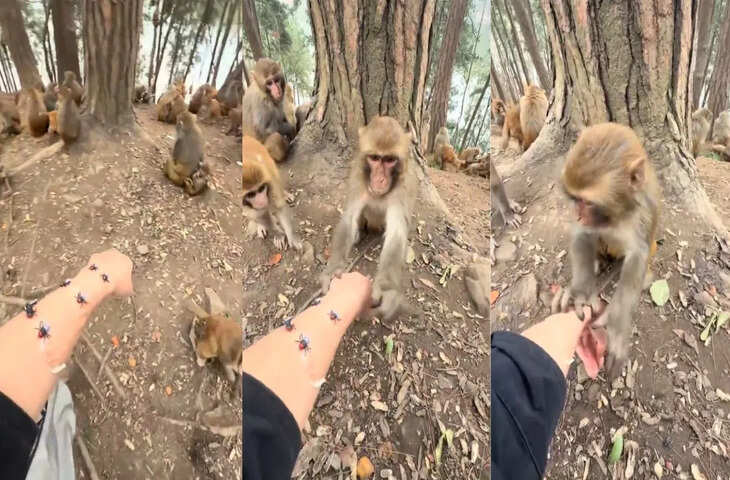 सोशल मीडिया पर वायरल हुआ वीडियो: बंदर ने दिखाई इंसानियत की मिसाल
