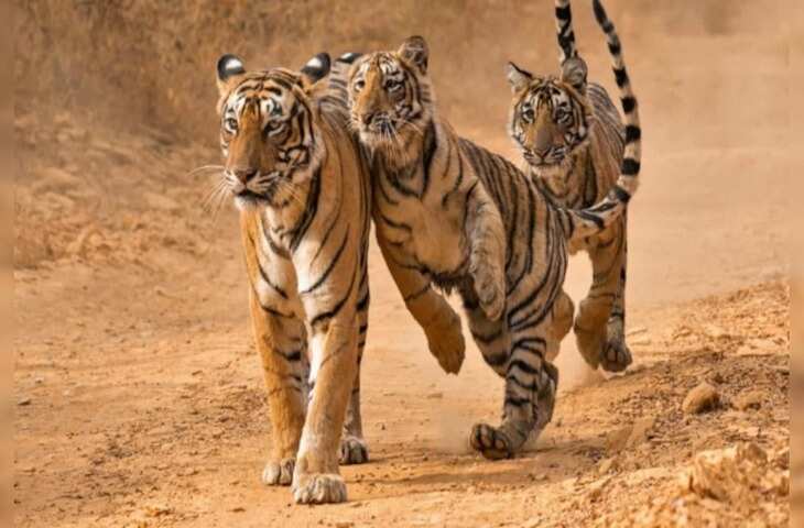 रणथम्भौर में बाघों के बड़ते कुनबे से ख़ुशी की लहर! लेकिन समान जीन पूलिंग से खतरे में जैव विविधता, कैसे बैठेगा संतुलन ?