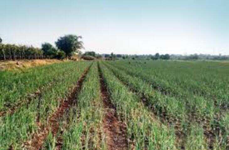 सीकर का मीठा प्याज देशभर में बना पहचान, धोद क्षेत्र में उगाई जा रही उच्च गुणवत्ता वाली फसल