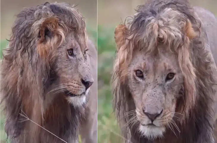 इस शेर को देखकर अच्छे-अच्छे मॉडल्स जल भुन उठेंगे, कर्ली हेयर के साथ स्टाइल मारता आया नजर