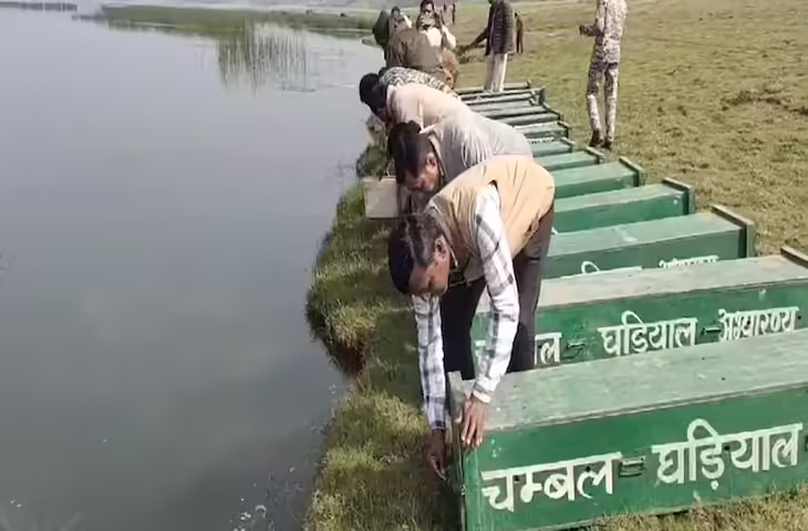 चंबल में बढ़ा घड़ियालों का कुनबा, देवरी केंद्र में 200 अंडों से निकले 91 नन्हें शावक