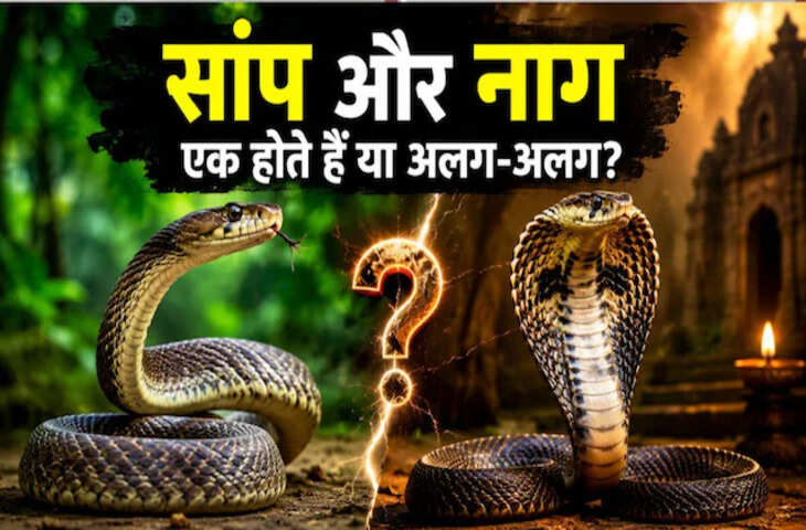 सांप और नाग में क्या है फर्क? सामने आते ही ऐसे करें पहचान, जानिए दोनों में कौन ज्यादा खतरनाक