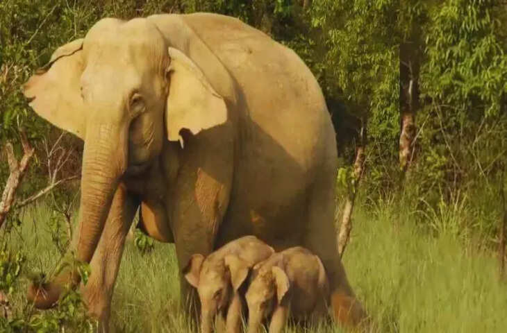 जिम कॉर्बेट नेशनल पार्क में अनोखा नजारा, हथिनी ने जुड़वा बच्चों को दिया जन्म, वीडियो देख लोग हो गए मंत्रमुग्ध&nbsp;