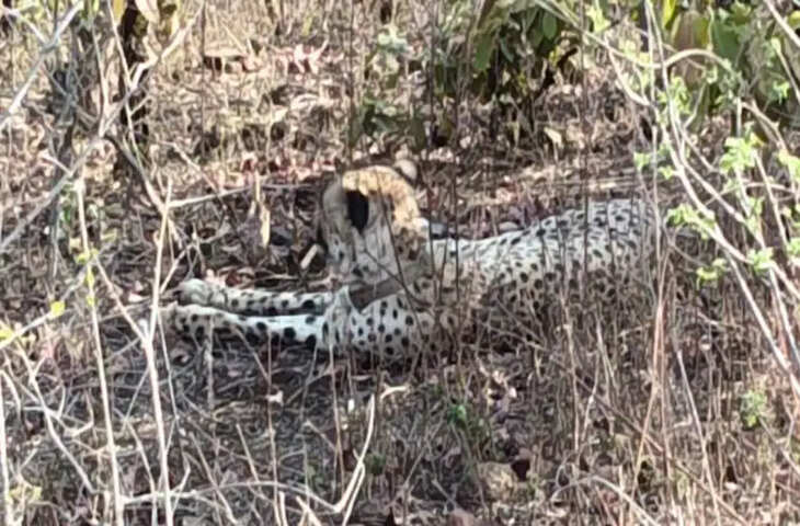 झालावाड़ में चीते की सूचना से दहशत, मनोहर थाना पुलिस और टीमें कर रहीं मॉनिटरिंग