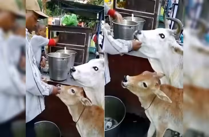 पानी पुरी वाले के पास रोज पहुंचती है गाय! युवक ने अपने हाथों से खिलाए गोलगप्पे, VIDEO वायरल