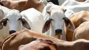 Bharatpur जिले में 3 दिन में मिलीं 6 गाय संक्रमित 